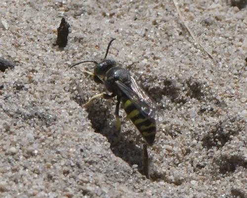 Bembecinus tridens